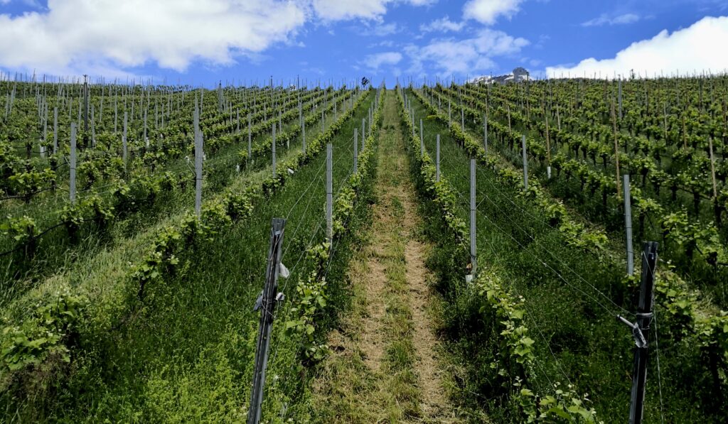 Biowein online kaufen